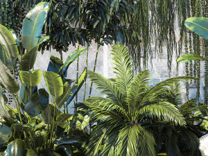 Garden with exotic plants Strelitzia Ravenal palm 1392 3D Model