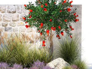 Garden with lavender and flowering pomegranate trees 1393 3D Model
