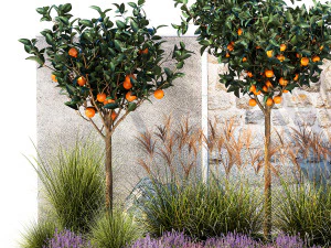 Garden with orange trees and lavender flowers 1394 3D Model