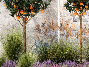 Garden with orange trees and lavender flowers 1394 3D Model