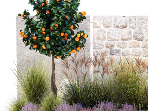 Garden with tangerine trees and lavender bushes 1395 3D Model