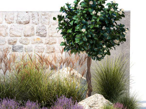 Garden with tangerine trees and lavender bushes 1395 3D Model