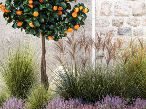 Garden with tangerine trees and lavender bushes 1395 3D Model