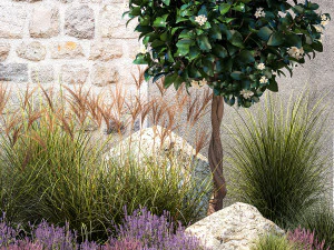 Garden with tangerine trees and lavender bushes 1395 3D Model