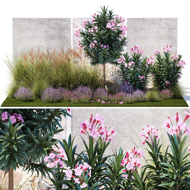 Garden of pink Nerium oleander and lavender bushes 1396 Modèle 3D .c4d .max .obj .3ds .fbx .stl .blend 