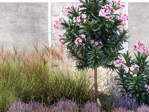 Garden of pink Nerium oleander and lavender bushes 1396 Modèle 3D