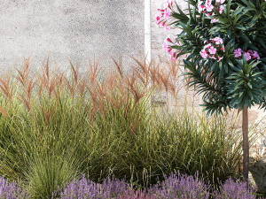 Garden of pink Nerium oleander and lavender bushes 1396 Modèle 3D