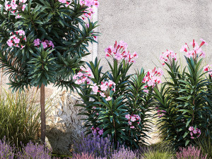 Garden of pink Nerium oleander and lavender bushes 1396 Modèle 3D