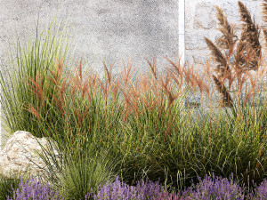 Garden Flowers Lavender Pampas Grass Miscanthus 1397 Modello 3D
