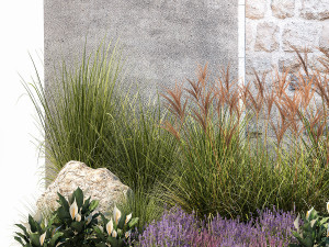Garden with lavender bushes Spathiphyllum Miscanthus 1397 3D मॉडल