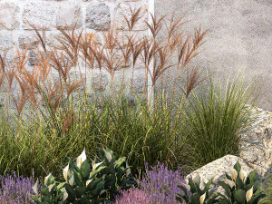 Garden with lavender bushes Spathiphyllum Miscanthus 1397 3D Model