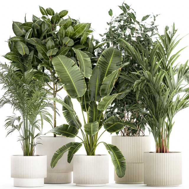 Set of plants in white pots palm ficus Strelitzia 1401 3D Model .c4d .max .obj .3ds .fbx .stl .blend 