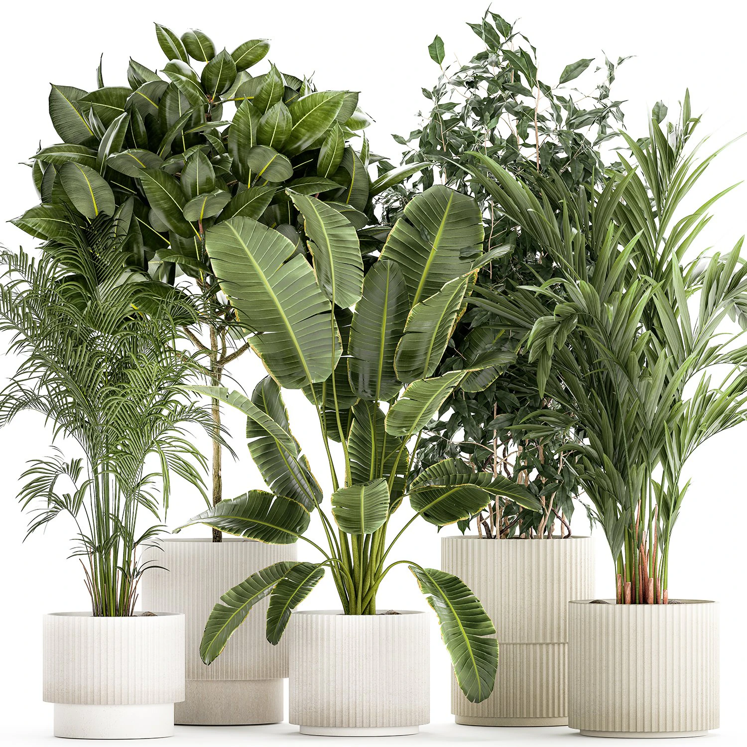 Set of plants in white pots palm ficus Strelitzia 1401 3D Model .c4d .max .obj .3ds .fbx .stl .blend 