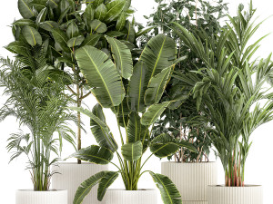 Set of plants in white pots palm ficus Strelitzia 1401 3D Model