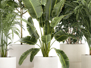 Set of plants in white pots palm ficus Strelitzia 1401 3D Model