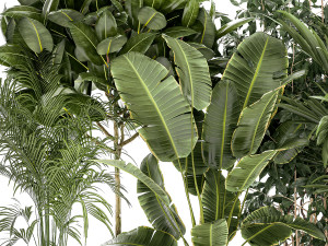 Set of plants in white pots palm ficus Strelitzia 1401 3D Model