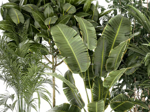 Set of plants in white pots palm ficus Strelitzia 1401 3D Model