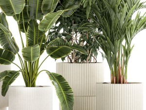 Set of plants in white pots palm ficus Strelitzia 1401 3D Model