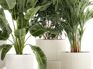 Set of plants in white pots palm ficus Strelitzia 1401 3D Model