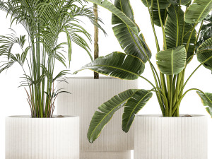 Set of plants in white pots palm ficus Strelitzia 1401 3D Model