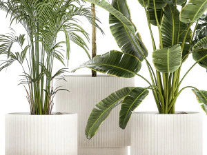 Set of plants in white pots palm ficus Strelitzia 1401 3D Model