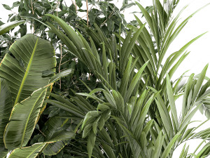 Set of plants in white pots palm ficus Strelitzia 1401 3D Model