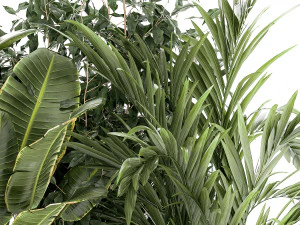 Set of plants in white pots palm ficus Strelitzia 1401 3D Model
