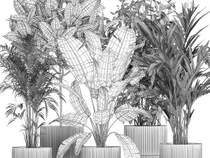 Set of plants in white pots palm ficus Strelitzia 1401 3D Model