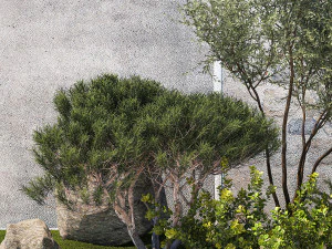 Garden Juniper Pampas Pine Topiary Berberis 1402 3D Model