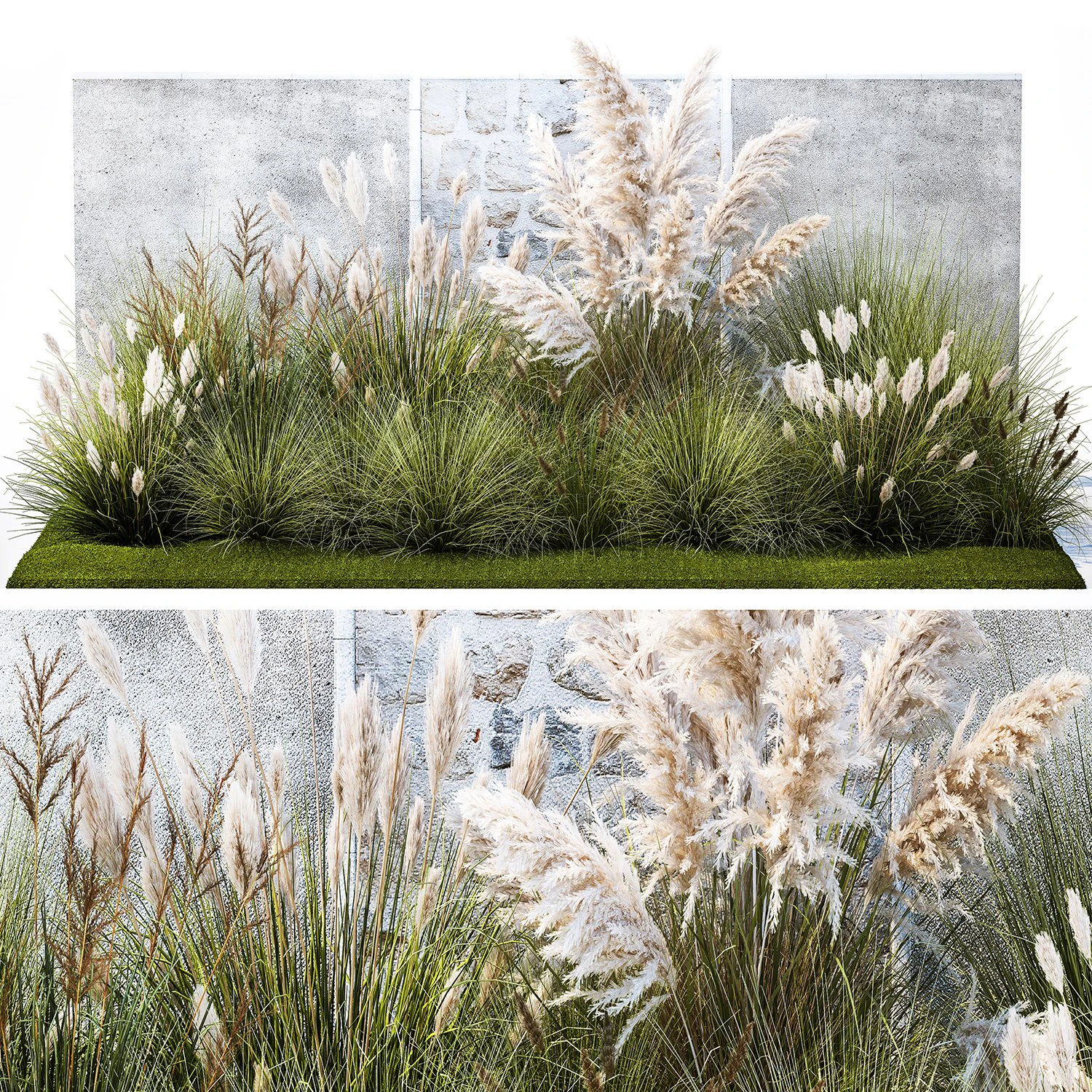 Garden feather grass grass white Pampas reed grass 1403 3D Model .c4d .max .obj .3ds .fbx .stl .blend