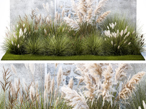 Garden feather grass grass white Pampas reed grass 1403 3D Model
