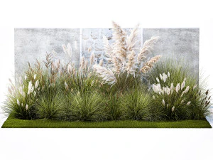 Garden feather grass grass white Pampas reed grass 1403 3D Model