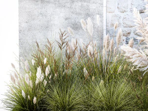 Garden feather grass grass white Pampas reed grass 1403 3D Model