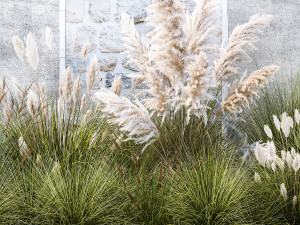 Garden feather grass grass white Pampas reed grass 1403 3D Модель