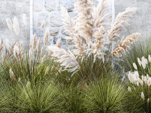 Garden feather grass grass white Pampas reed grass 1403 3D Model