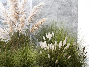 Garden feather grass grass white Pampas reed grass 1403 3D Model