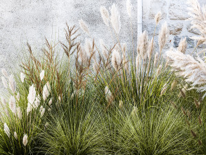 Garden feather grass grass white Pampas reed grass 1403 3D Модель