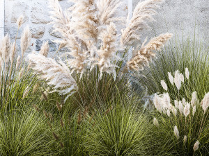 Garden feather grass grass white Pampas reed grass 1403 3D Модель