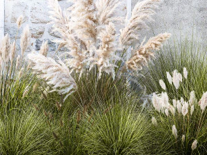 Garden feather grass grass white Pampas reed grass 1403 3D Model