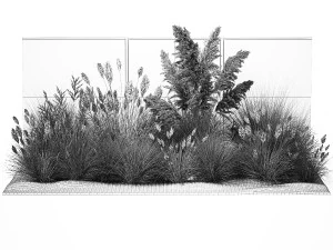 Garden feather grass grass white Pampas reed grass 1403 3D Model