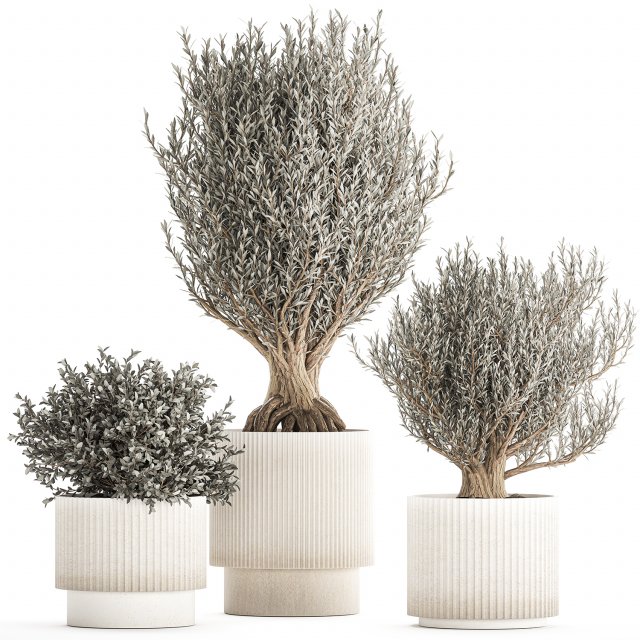Set of small beautiful olive trees in white pots 1405 3Dモデル .c4d .max .obj .3ds .fbx .stl .blend 
