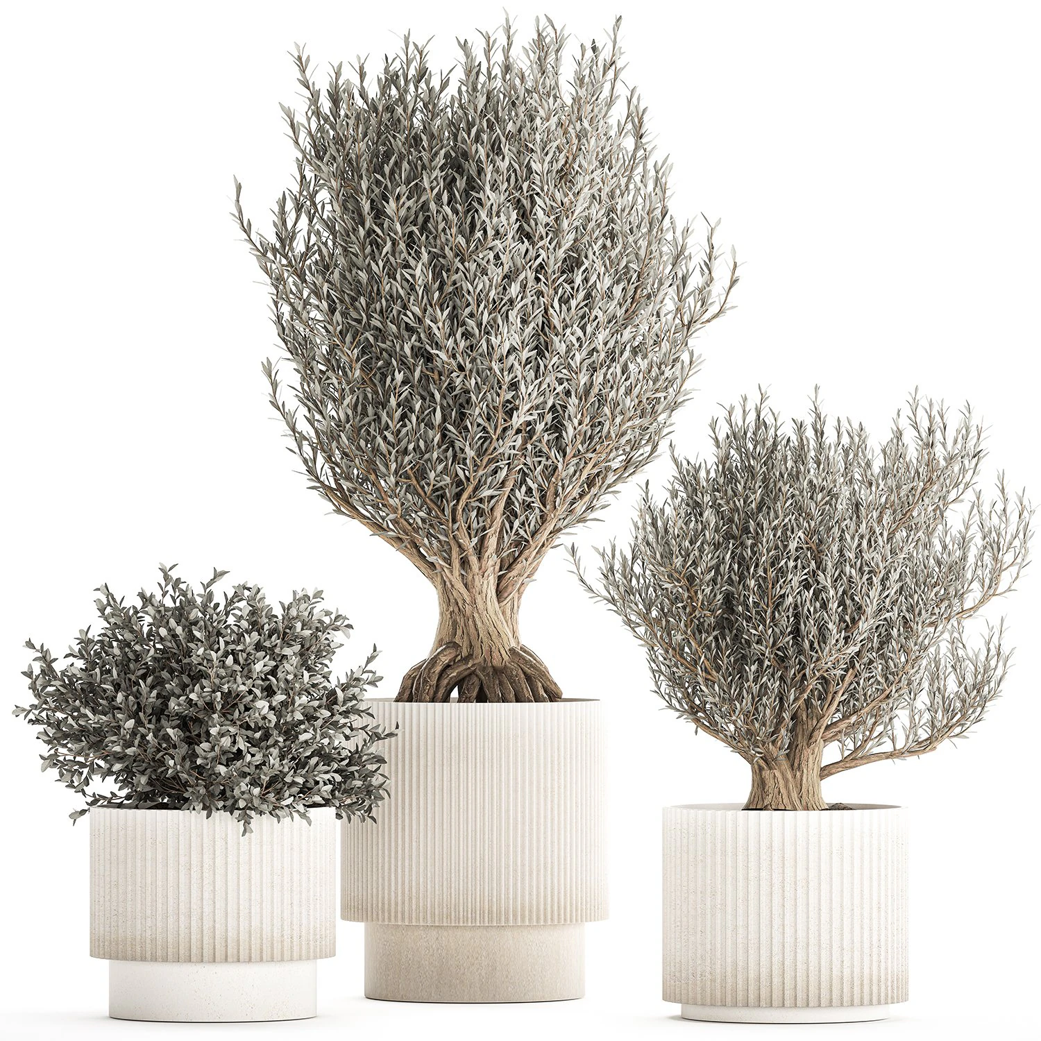Set of small beautiful olive trees in white pots 1405 3D Model .c4d .max .obj .3ds .fbx .stl .blend 