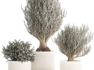 Conjunto de pequenas e lindas oliveiras em vasos brancos 1405 Modelo 3D