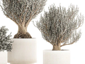 Set of small beautiful olive trees in white pots 1405 3D Model