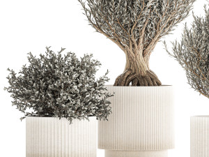 Set of small beautiful olive trees in white pots 1405 3Dモデル