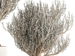 Set of small beautiful olive trees in white pots 1405 3Dモデル