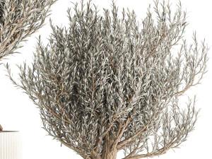 Set of small beautiful olive trees in white pots 1405 3D Model