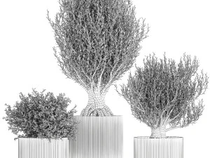 Set of small beautiful olive trees in white pots 1405 3D Model