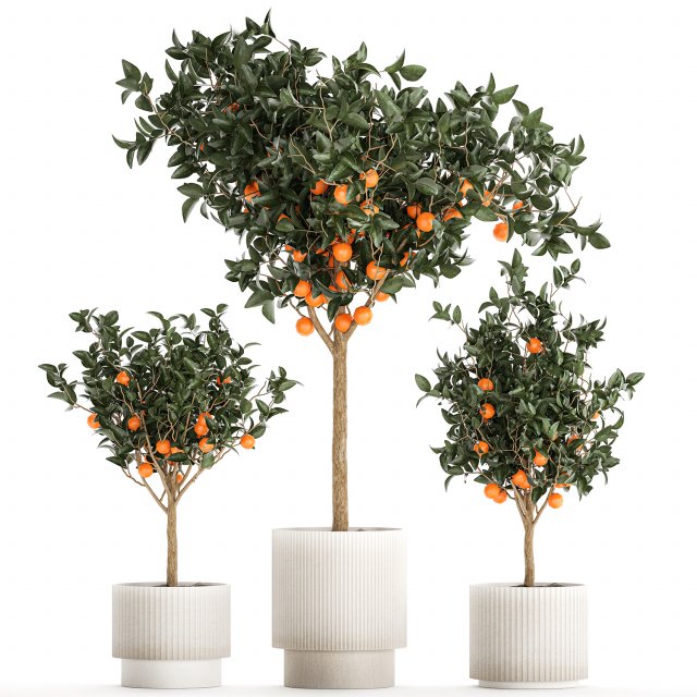 Set of small beautiful orange trees in white pots 1406 3D Модель .c4d .max .obj .3ds .fbx .stl .blend 