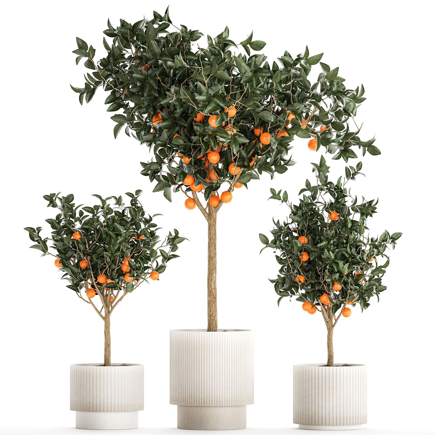Set of small beautiful orange trees in white pots 1406 3D Model .c4d .max .obj .3ds .fbx .stl .blend 